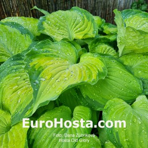 Hosta Old Glory - Eurohosta