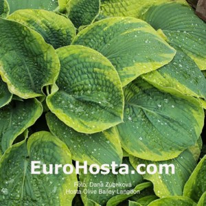 Hosta Olive Bailey Langdon - Eurohosta