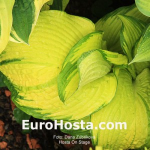 Hosta On Stage - Eurohosta