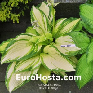 Hosta On Stage - Eurohosta