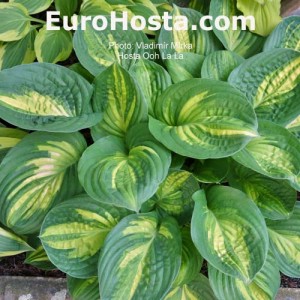 Hosta Ooh La La