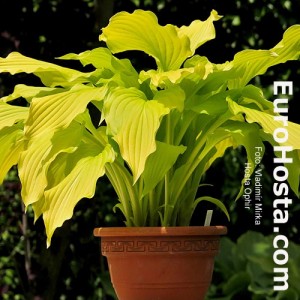 Hosta Ophir