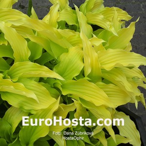 Hosta Ophir