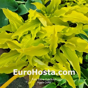 Hosta Ophir
