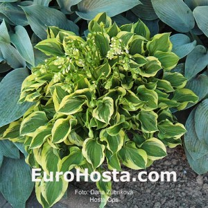 Hosta Ops