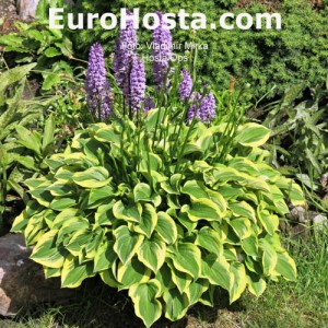 Hosta Ops