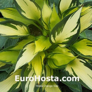 Hosta Orange Star - Eurohosta