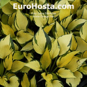 Hosta Orange Star