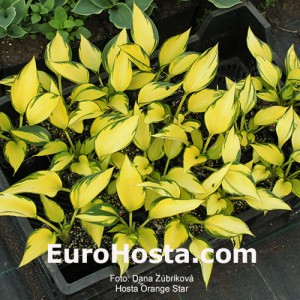 Hosta Orange Star