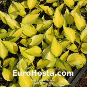 Hosta Orange Star