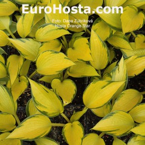 Hosta Orange Star