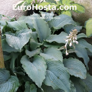 Hosta Queen of the Seas - Eurohosta