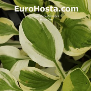 Hosta Oze - Eurohosta