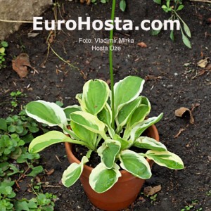 Hosta Oze - Eurohosta