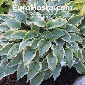 Hosta Pacific Sunset 