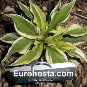 Hosta Paisley Border