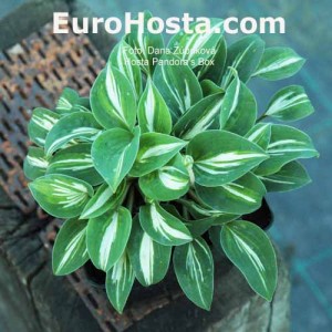 bonsai hosta