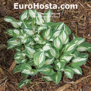 Hosta Pandora's Box - Eurohosta 