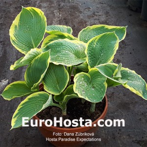 Hosta Paradise Expectations 