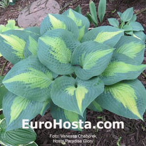 Hosta Paradise Glory