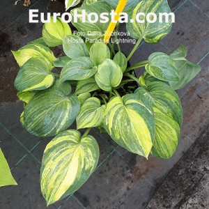 Hosta Paradise Lightning