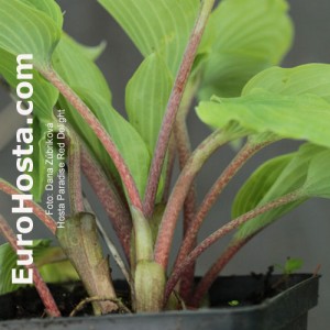 Hosta Paradise Red Delight