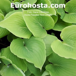 Hosta Paradise Red Delight