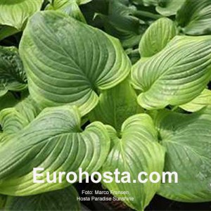 Hosta Paradise Sunshine