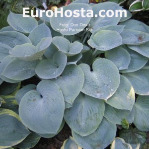 Hosta Parisian Silk