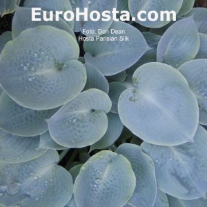 Hosta Parisian Silk