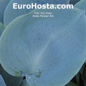 Hosta Parisian Silk