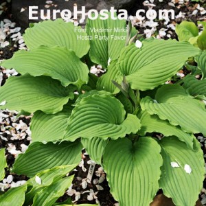 Hosta Party Favor