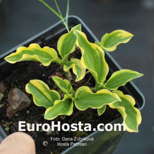 Hosta Patrician - Eurohosta