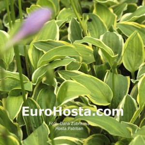 Hosta Patrician - Eurohosta