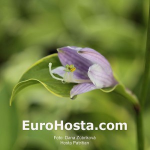 Hosta Patrician - Eurohosta