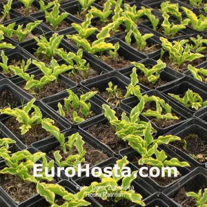 Hosta Patrician - Eurohosta