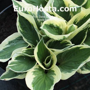 Hosta Patriot - Eurohosta