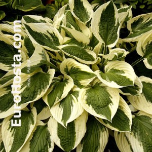 Hosta Patriot - Eurohosta