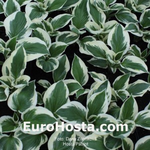 Hosta Patriot - Eurohosta