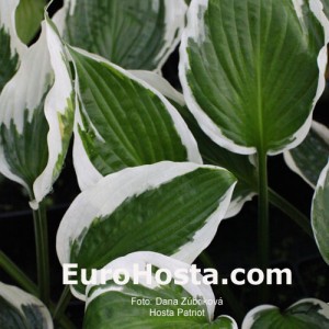 Hosta Patriot - Eurohosta