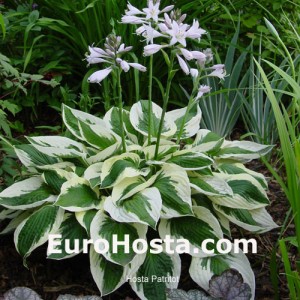 Hosta Patriot - Eurohosta