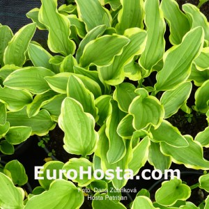 Hosta Patrician - Eurohosta