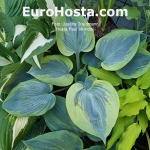 Hosta Paul Vernooij