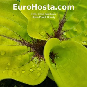 Hosta Peach Brandy