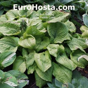 Hosta Pebble Creek