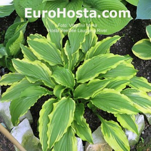 Hosta Pee Dee Laughing River - Eurohosta