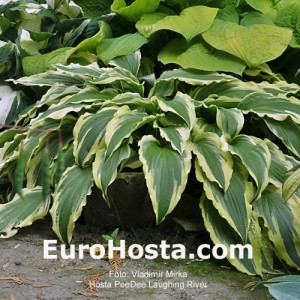 Hosta Pee Dee Laughing River - Eurohosta