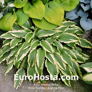 Hosta Pee Dee Laughing River - Eurohosta