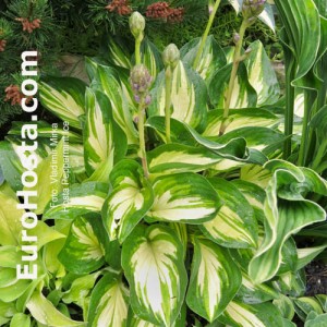 Hosta Peppermint Ice