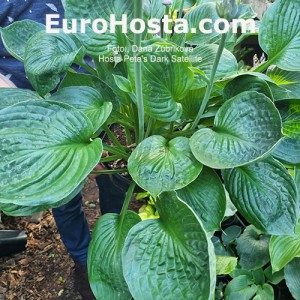 Hosta Pete's Dark Satellite - Eurohosta